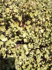 Ambrosia chenopodiifolia