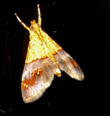 Tetracona amathealis