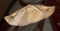 Xenomusa metallica