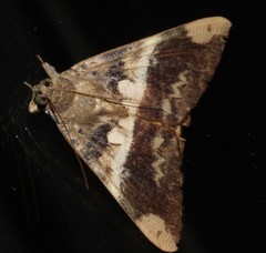 Oxyodes tricolor