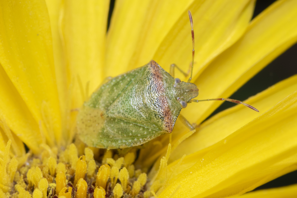 Argosoma