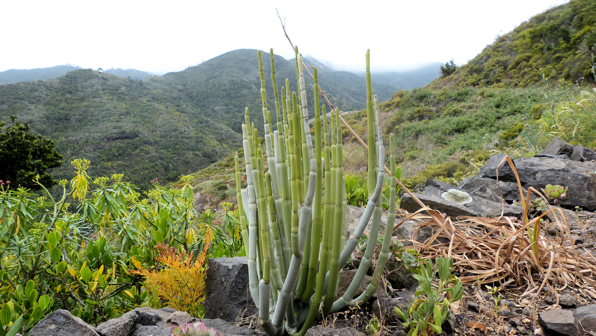 Ceropegia dichotoma