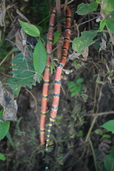 Micrurus ephippifer