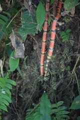 Micrurus ephippifer