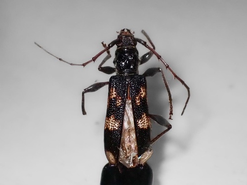 Coptocercus robustus