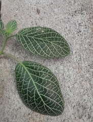 Fittonia albivenis image