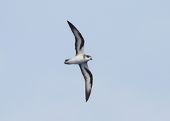 Pterodroma nigripennis