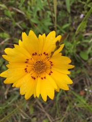 Coreopsis nuecensis