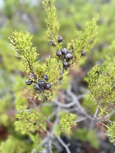 scrubby cypress-pine (Callitris canescens)