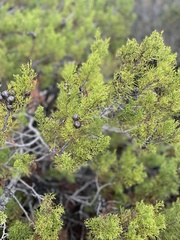 Callitris canescens, photograph author not stated, no rights reserved