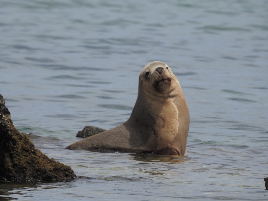 Australian sea lion in shallow water beside rocks at Coffin Bay