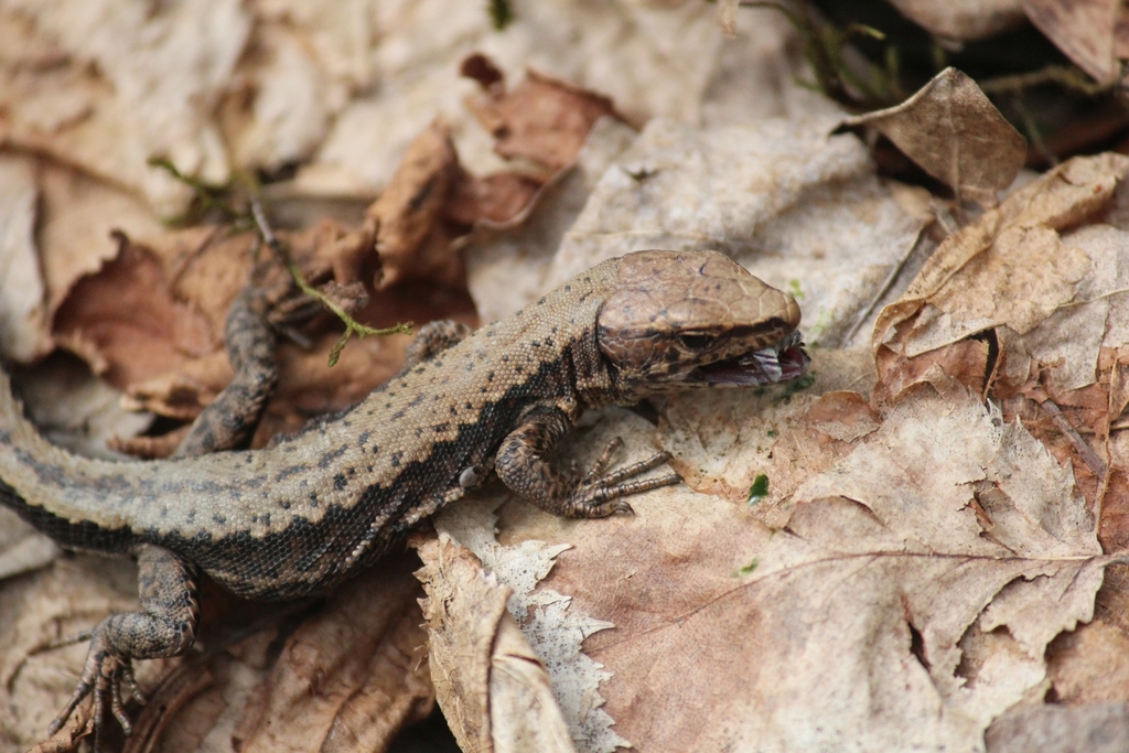 Artwin Lizard