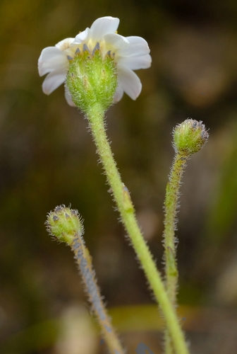 Longlost Plumeseed (Zyrphelis ciliaris)