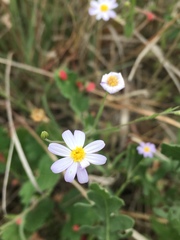 Chaetopappa bellidifolia