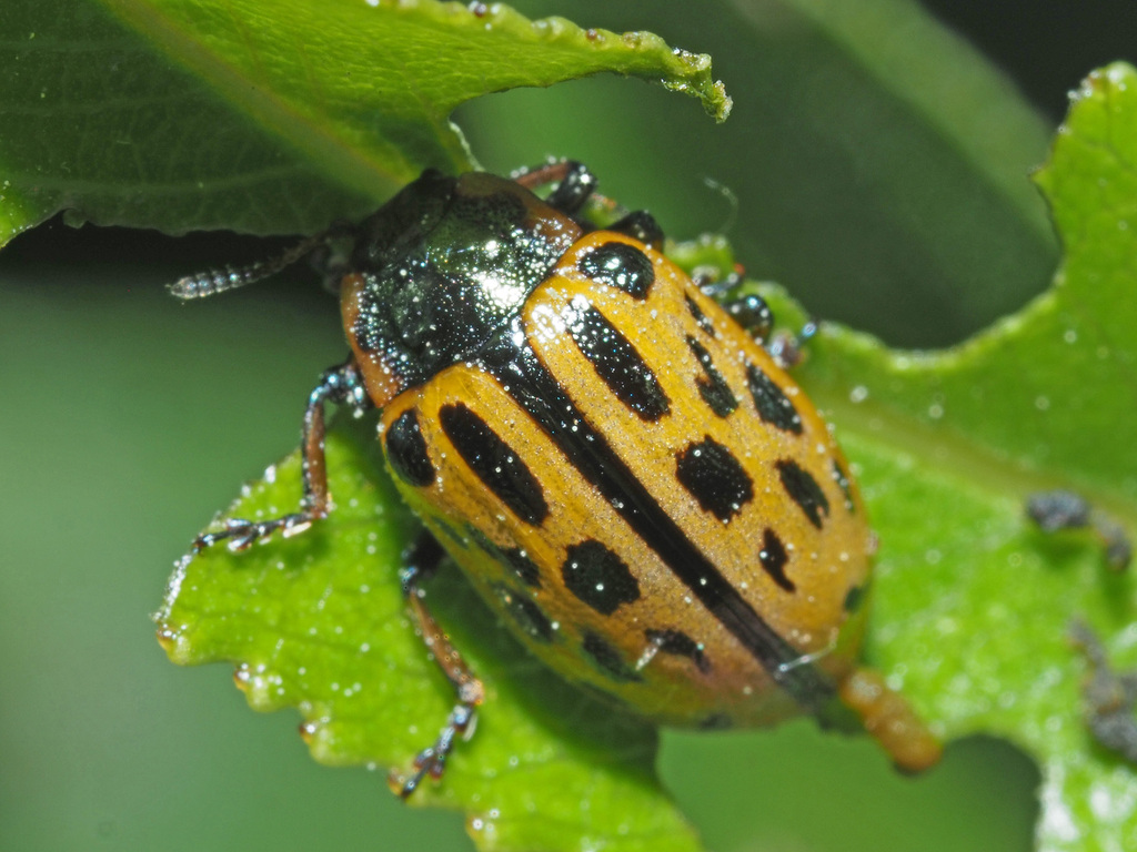 Spotted Willow Leaf Beetle from Regentalradweg nw.Fichtental ...