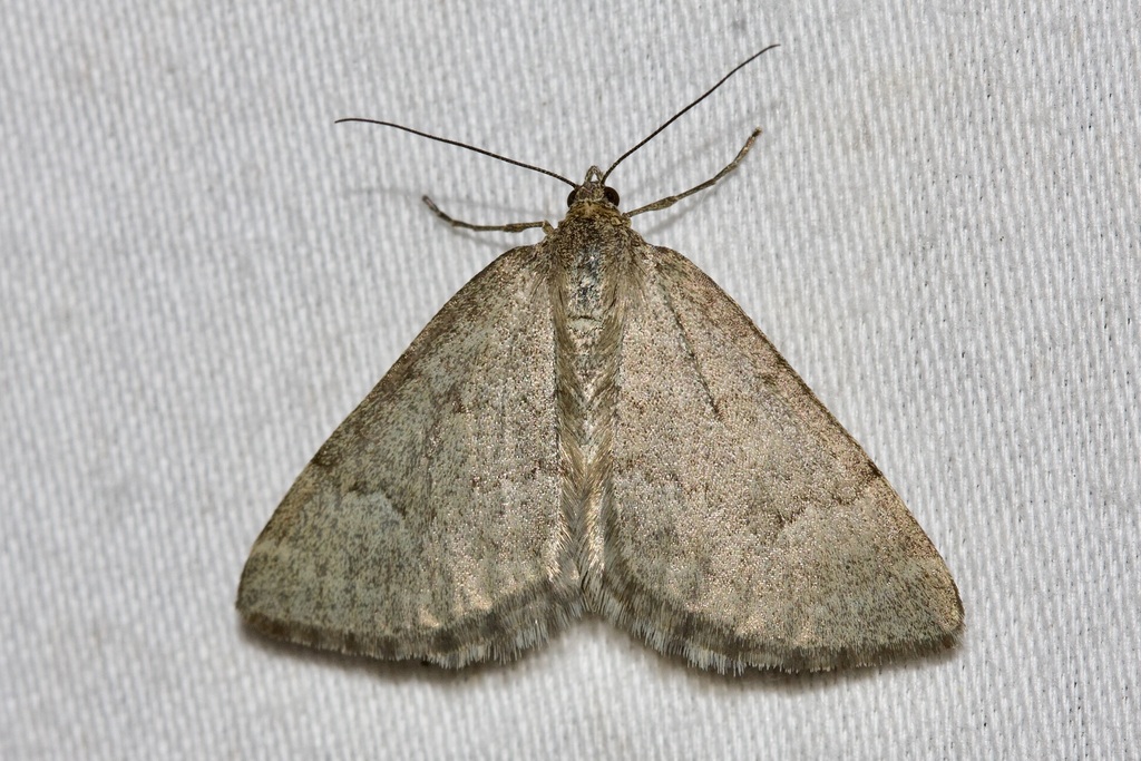 Chrysolarentia poliophasma