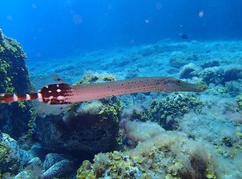 Eastern Atlantic Trumpetfish