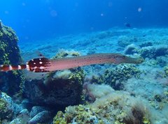 Aulostomus strigosus
