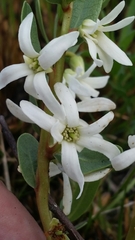 Deeringothamnus pulchellus