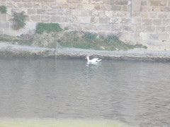 Cairina moschata domestica