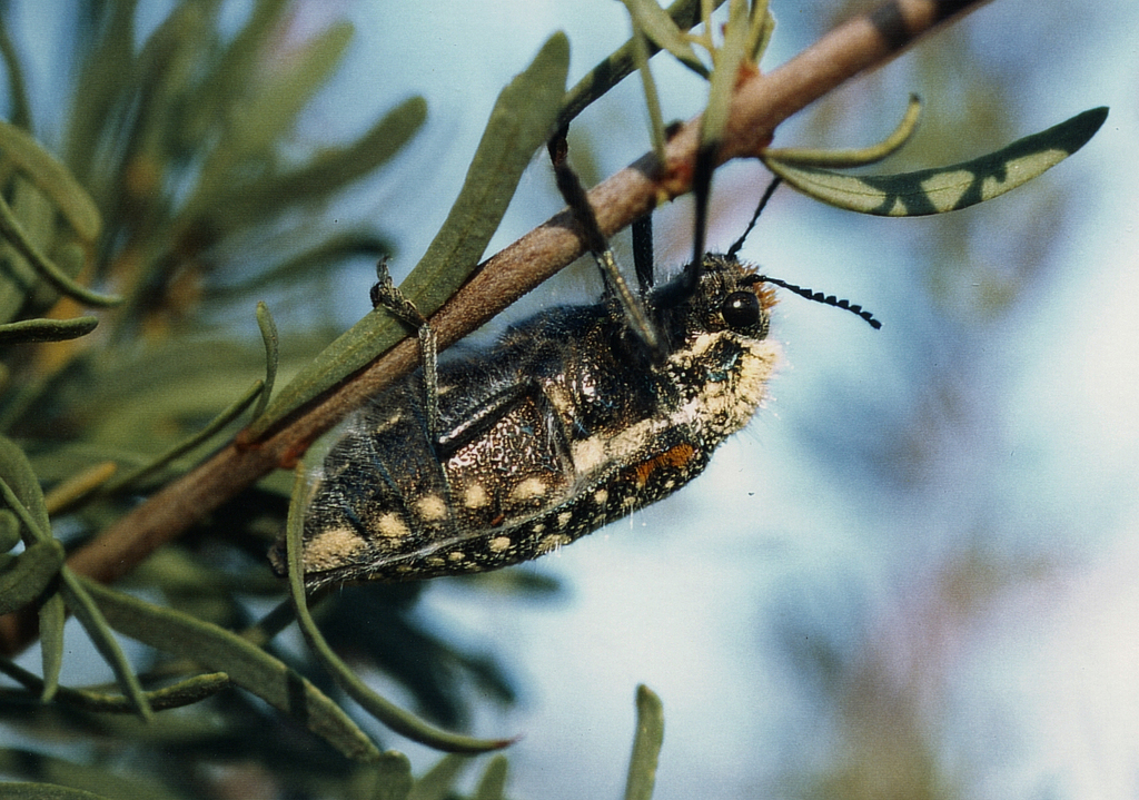 Julodis egho
