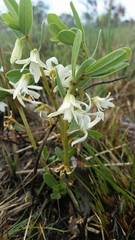 Deeringothamnus pulchellus