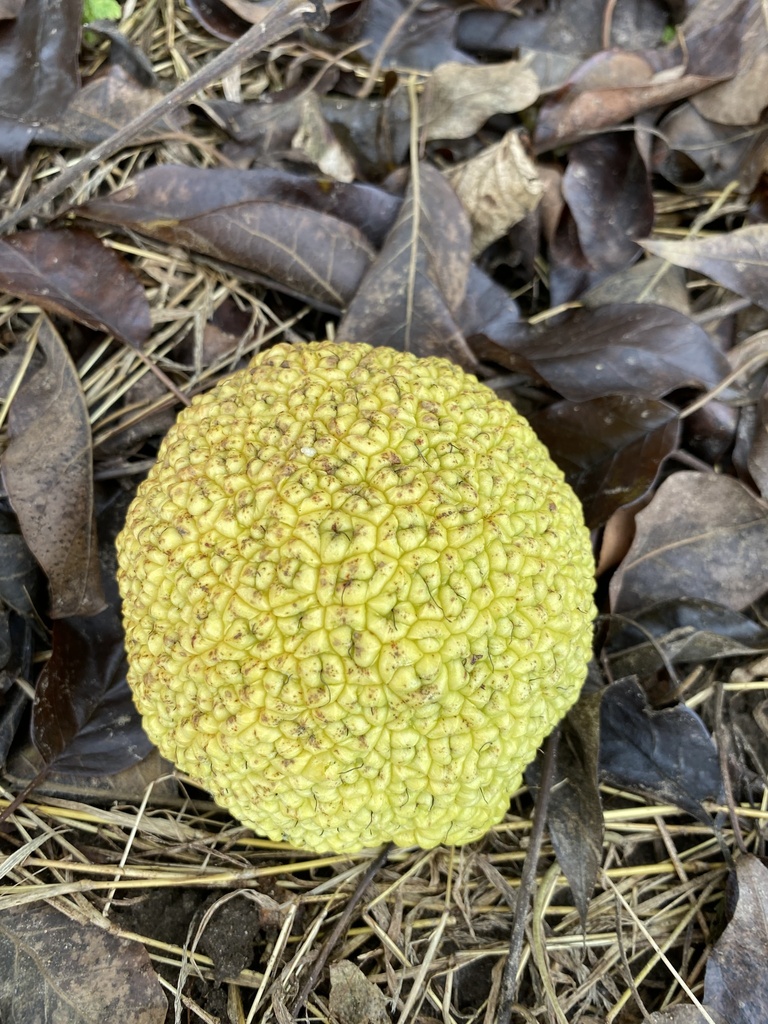 Maclura pomifera, United Church Rd, Norfolk County, ON, CA