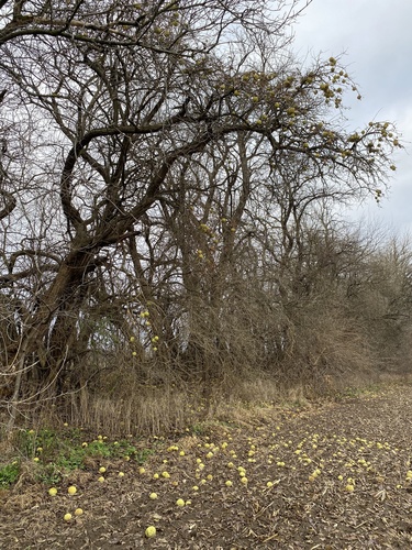 Maclura pomifera