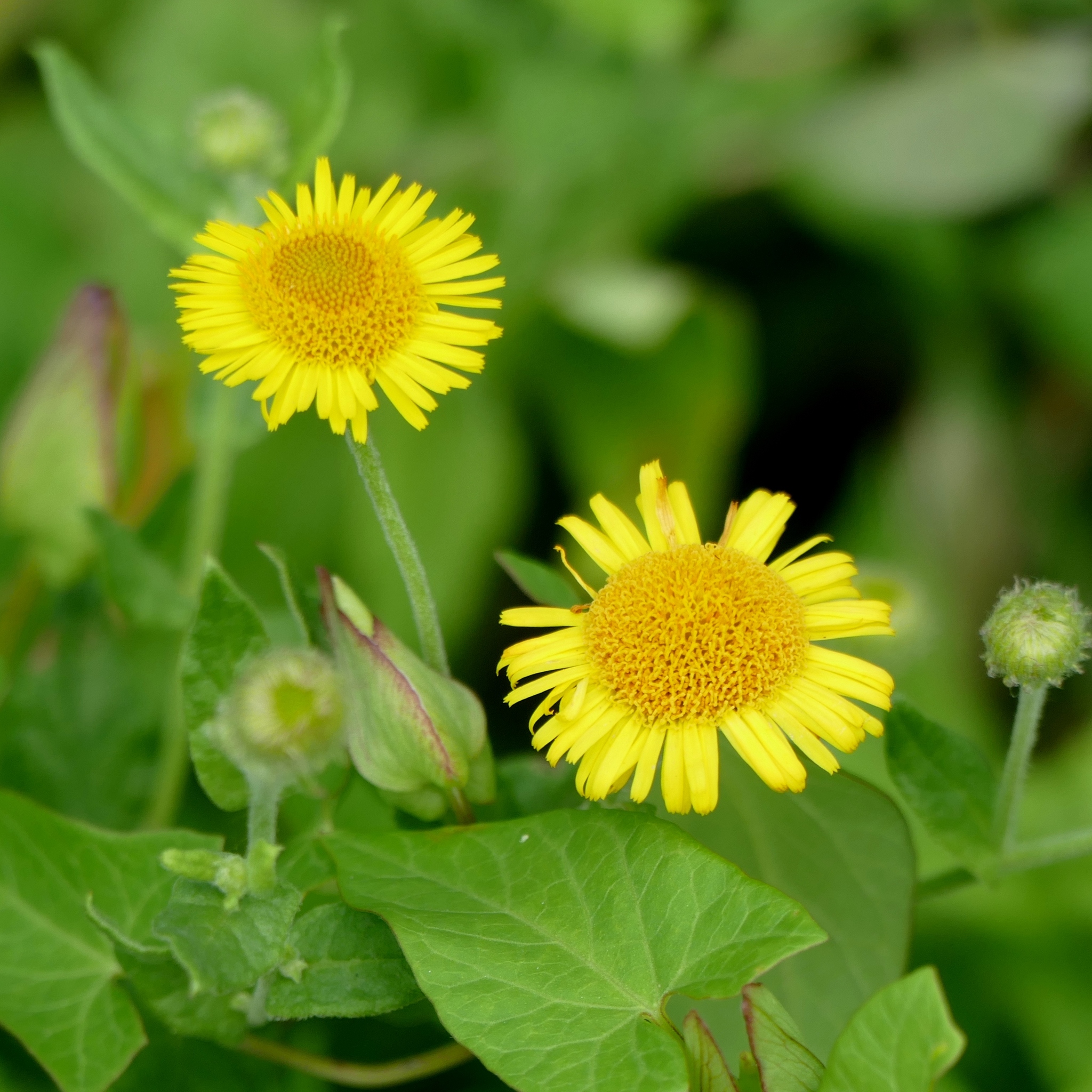 Pulicaria dysenterica