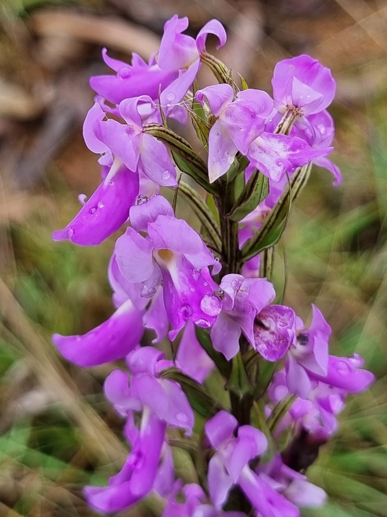 Brachycorythis pleistophylla