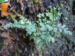 Asplenium cimmeriorum