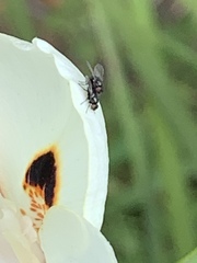 Diptera