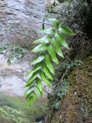 Asplenium lepidotum