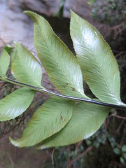 Asplenium lepidotum