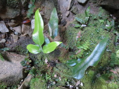 Asplenium lepidotum
