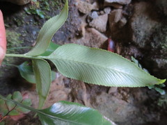 Asplenium lepidotum