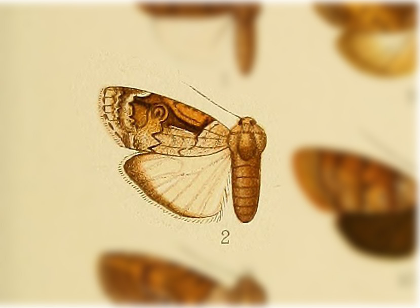 Iscadia duckinfieldia