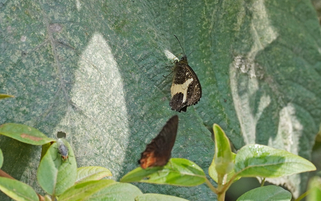 Antopedaliodes antonia