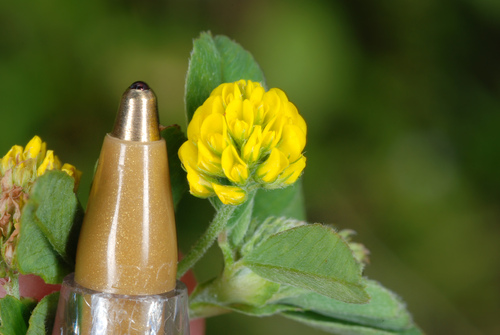 Medicago lupulina