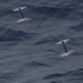 Flying Squids - Photo (c) Katy Johns, some rights reserved (CC BY-NC), uploaded by Katy Johns
