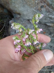 Erica labialis