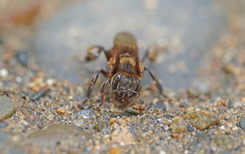Melipona illota