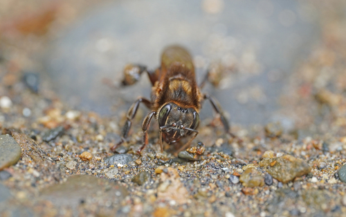 Melipona illota