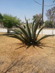 Agave mapisaga