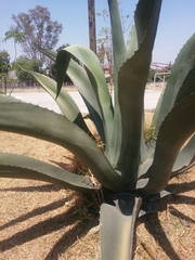 Agave mapisaga
