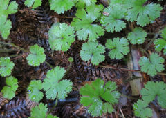 Hydrocotyle dissecta