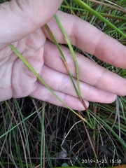 Platycaulos cascadensis