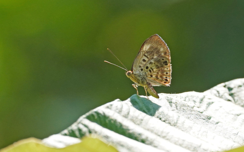 Synargis abaris