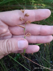 Platycaulos cascadensis