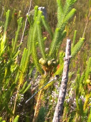 Chlorolestes conspicuus